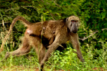 mona female collects food with small monkey hanging from her belly the grass is pretty and leafy  