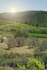 Fototapeta na wymiar Farmland in Tuscan countryside
