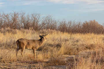 Whitetail Buck in Colorado During the Fall Rut