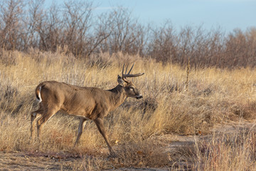 Whitetail Buck in Colorado During the Fall Rut