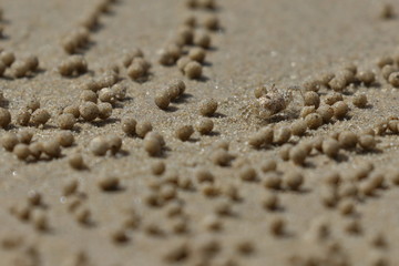 bubble crab