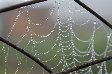 dew on spider web