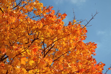 Naklejka na ściany i meble autumn leaves on a tree