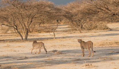 Two cheetahs walking through the savanna, Etosha national park, Namibia, Africa