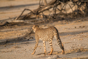 Cheetah walking and standing in the savanna, Etosha national park, Namibia, Africa
