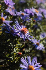 dew us blue autumn flowers in the garden