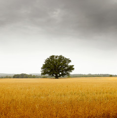 Isolated tree in a yellow field
