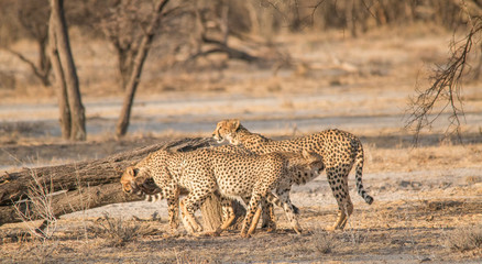 Fototapeta na wymiar Three brother cheetahs hanging around, Etosha national park, Namibia, Africa