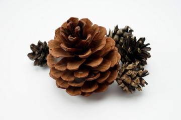 Pine cones isolated on a light background