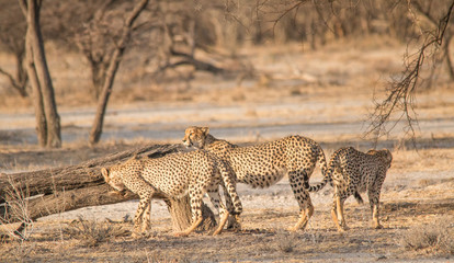 Three brother cheetahs hanging around, Etosha national park, Namibia, Africa