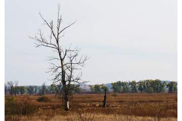 A beautiful summer landscape that can be seen traveling without a car.