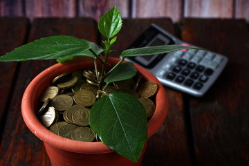 Plant growing in pot of coins,investments growing up and saving concept