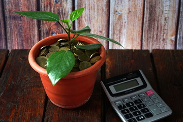 Plant growing in pot of coins,investments growing up and saving concept