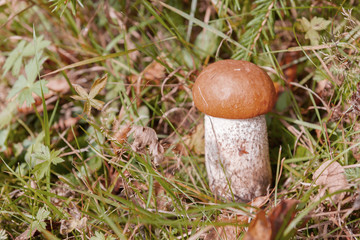 Red mushroom grows in the forest in early autumn