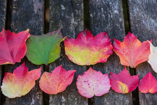 Virginia creeper leaves on a wooden table