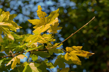 Autumn sunny day nature plant outdoor