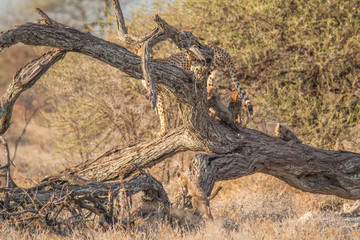 Mother cheetah with cubs on a overturned tree, Etosha national park, Namibia, Africa