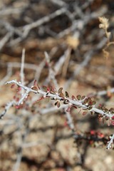 An abundance of Colorado Desert native plants can be realized on the Lost Palms Oasis Trail in Joshua Tree National Park, including Halls Purple Bush, Tetracoccus Hallii.