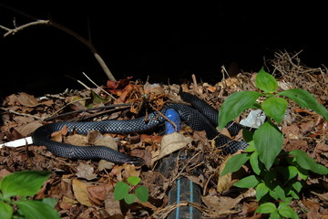 red bellied black snake