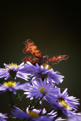 Beautiful butterfly on flowers in summer