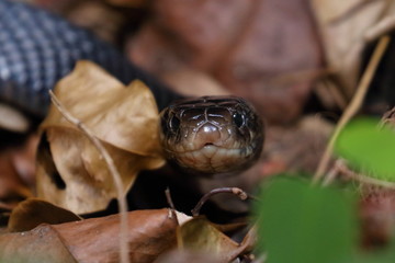 red bellied black snake