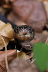 red bellied black snake