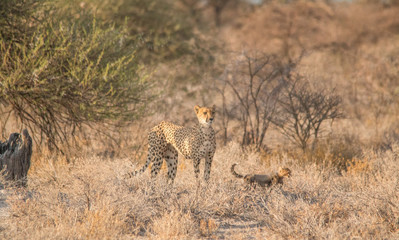 Mother and five cubs walking and playing, Etosha national park, Namibia, Africa