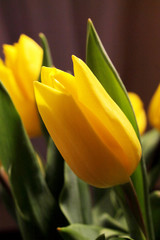 Naklejka premium yellow tulip on green background