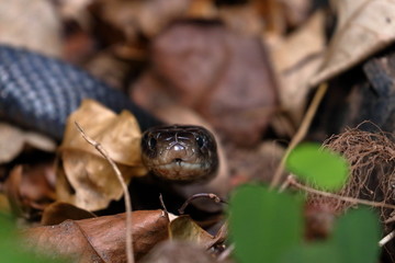 red bellied black snake