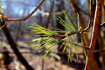 Pine branch with green needles on a tree