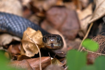 red bellied black snake