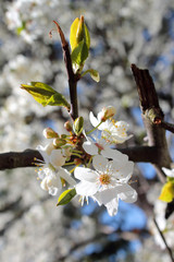 white flowers of a tree in spring