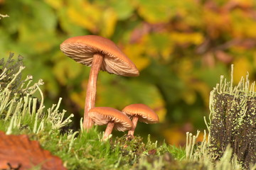 Braunroter Lacktrichterling