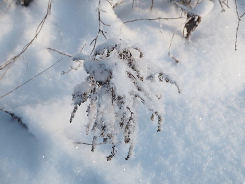 dry plants in snow, meadow at winter © Avalepsap