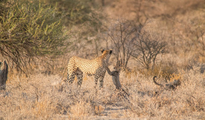 Mother and five cubs walking and playing, Etosha national park, Namibia, Africa