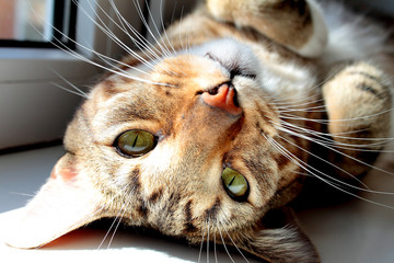 cat with green eyes looks into the camera lens © Наталья Максакова