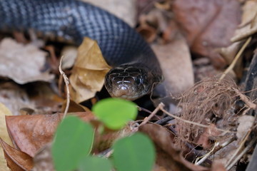 red bellied black snake