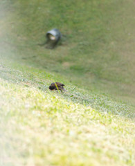 minimal life   urban bird