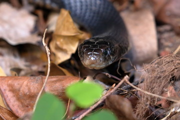 red bellied black snake