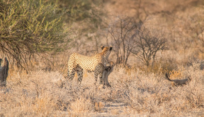 Mother and five cubs walking and playing, Etosha national park, Namibia, Africa