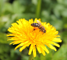 bee on a yellow flower