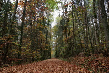 autumn in the forest