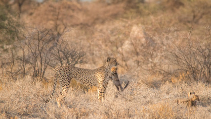 Mother and five cubs walking and playing, Etosha national park, Namibia, Africa