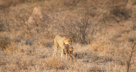Mother and five cubs walking and playing, Etosha national park, Namibia, Africa
