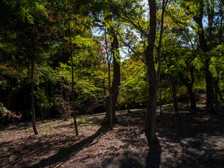 平林寺　武蔵野の森