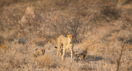 Obraz na płótnie Canvas Mother and five cubs walking and playing, Etosha national park, Namibia, Africa