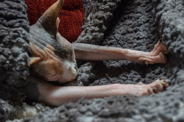 pink and gray sphinx cat sleeping with legs stretched out on a gray blanket on a cold day at home