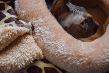 gray sphinx cat puppy tucked into a giraffe bed in winter on a cloudy day