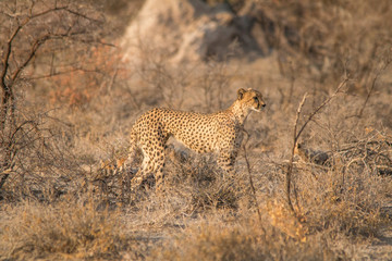 Mother cheetah checking the surroundings, Etosha national park, Namibia, Africa
