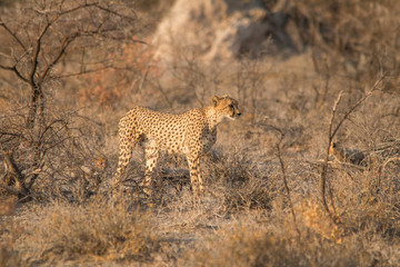 Fototapeta na wymiar Mother cheetah checking the surroundings, Etosha national park, Namibia, Africa